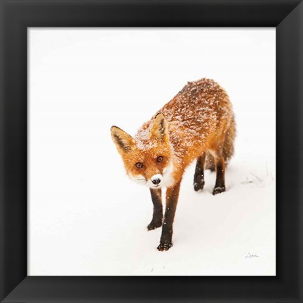 Framed Red Fox II Print