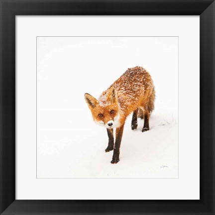 Framed Red Fox II Print