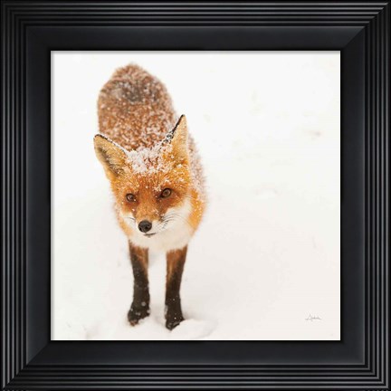Framed Red Fox I Print