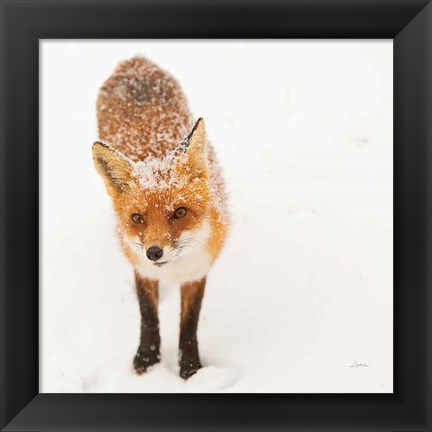 Framed Red Fox I Print