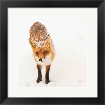 Framed Red Fox I Print