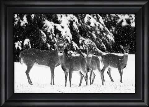 Framed Herd Print