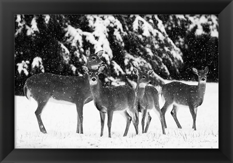 Framed Herd Print