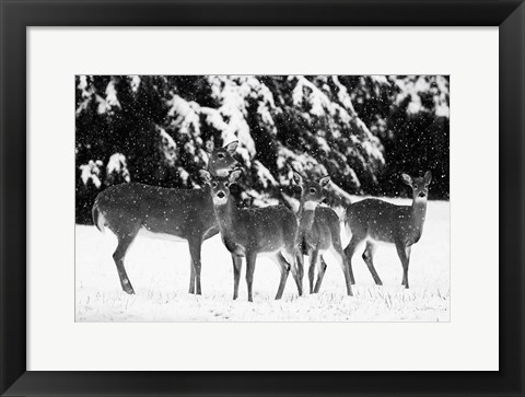 Framed Herd Print