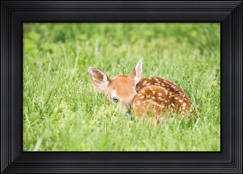 Framed Fawn Print