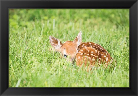 Framed Fawn Print