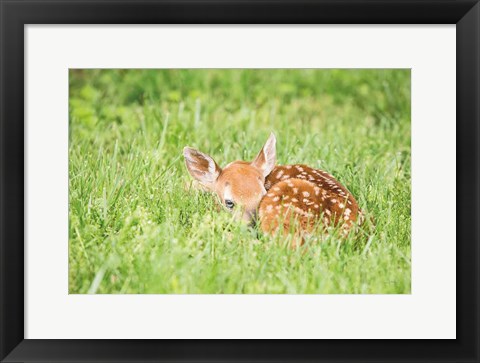 Framed Fawn Print