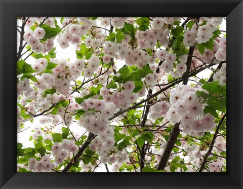 Framed Close-up of Cherry Blossom Flowers, Harajuku, Meiji Shrine, Tokyo, Japan Print