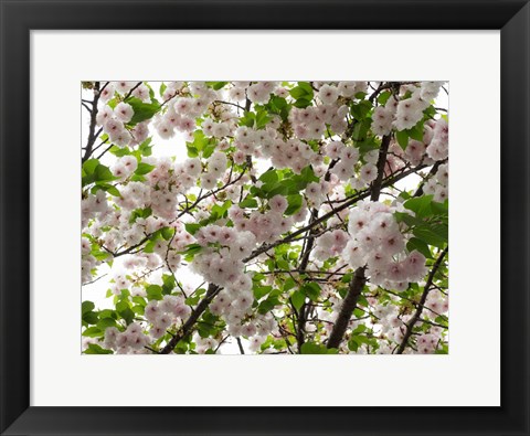 Framed Close-up of Cherry Blossom Flowers, Harajuku, Meiji Shrine, Tokyo, Japan Print