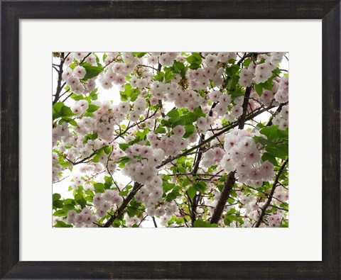 Framed Close-up of Cherry Blossom Flowers, Harajuku, Meiji Shrine, Tokyo, Japan Print