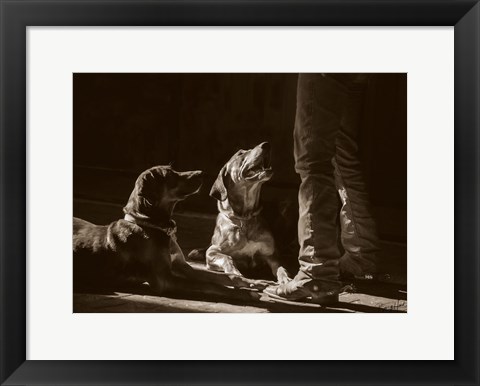 Framed Catahoulas Print