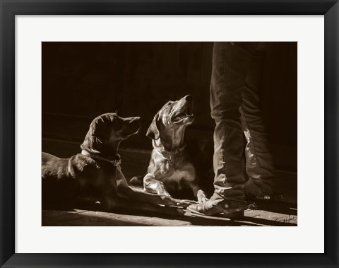 Framed Catahoulas Print