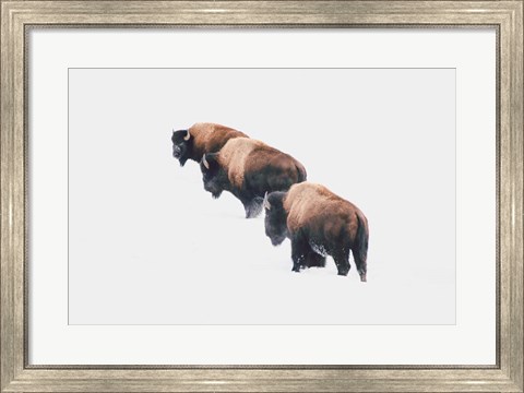 Framed Yellowstone Trio Print