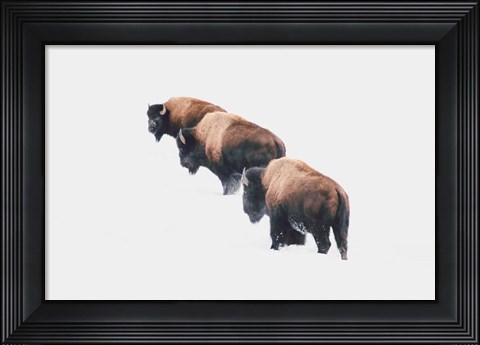 Framed Yellowstone Trio Print