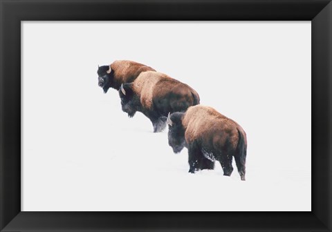 Framed Yellowstone Trio Print