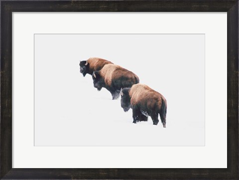 Framed Yellowstone Trio Print