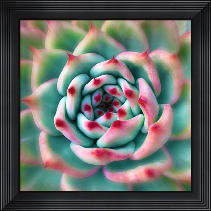 Framed Deep Red Tips Print