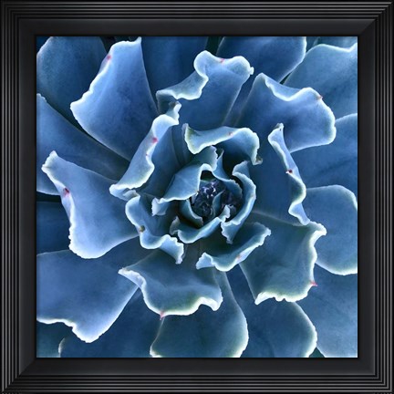 Framed Ruffled Edges Print