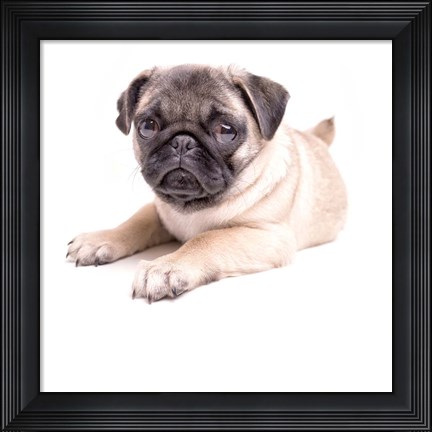 Framed Cute Pug Puppy Print