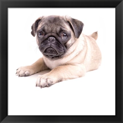 Framed Cute Pug Puppy Print