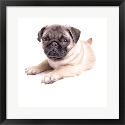 Framed Cute Pug Puppy Print