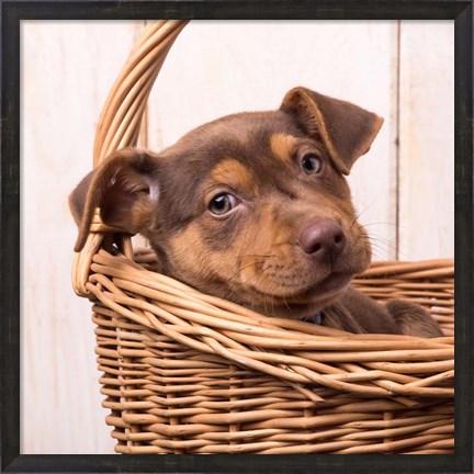 Framed Puppy in a Basket Print