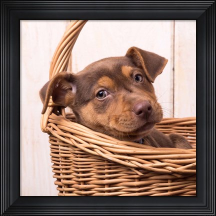 Framed Puppy in a Basket Print