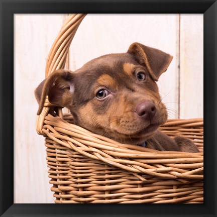 Framed Puppy in a Basket Print