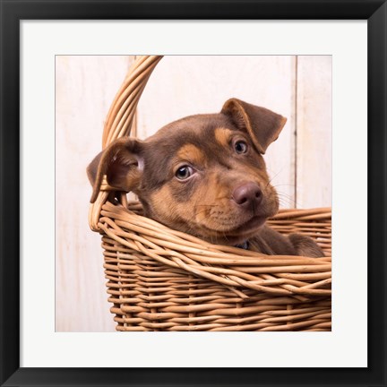 Framed Puppy in a Basket Print