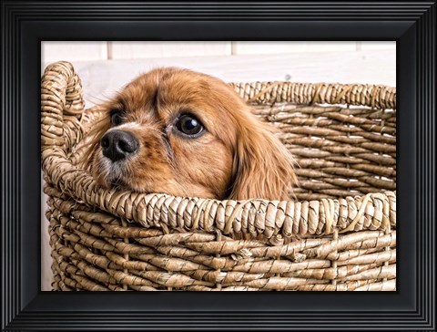 Framed Puppy in a Laundry Basket Print
