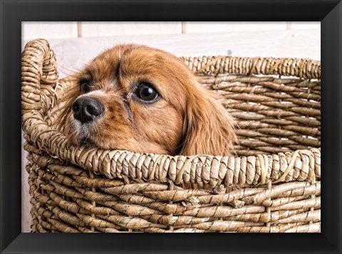 Framed Puppy in a Laundry Basket Print