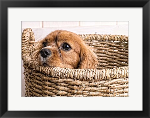 Framed Puppy in a Laundry Basket Print