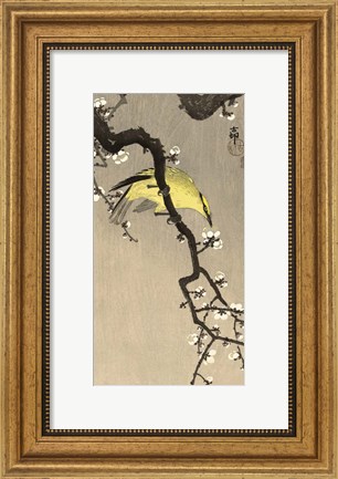 Framed Chinese Wielewaal on Plum Blossom Branch, 1900-1910 Print