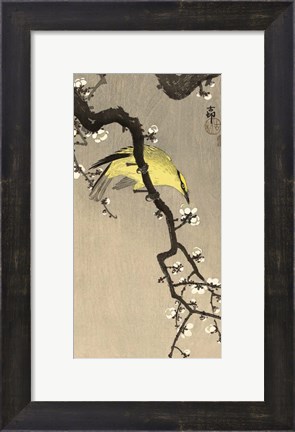 Framed Chinese Wielewaal on Plum Blossom Branch, 1900-1910 Print