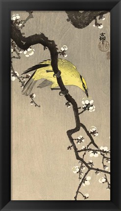 Framed Chinese Wielewaal on Plum Blossom Branch, 1900-1910 Print