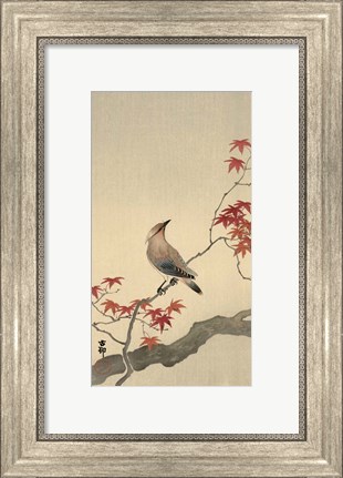 Framed Japanese Waxwing on Maple, 1900-1936 Print