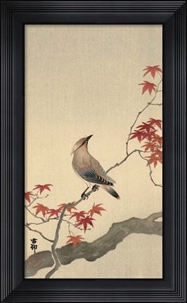 Framed Japanese Waxwing on Maple, 1900-1936 Print