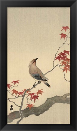 Framed Japanese Waxwing on Maple, 1900-1936 Print