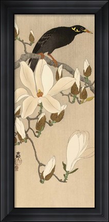 Framed Myna on Magnolia Branch, 1900-1910 Print
