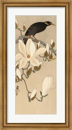 Framed Myna on Magnolia Branch, 1900-1910 Print