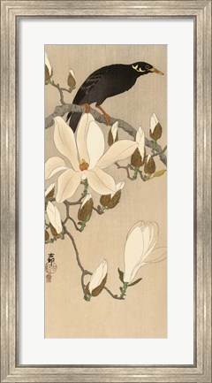 Framed Myna on Magnolia Branch, 1900-1910 Print