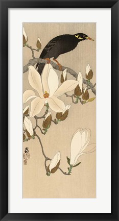 Framed Myna on Magnolia Branch, 1900-1910 Print