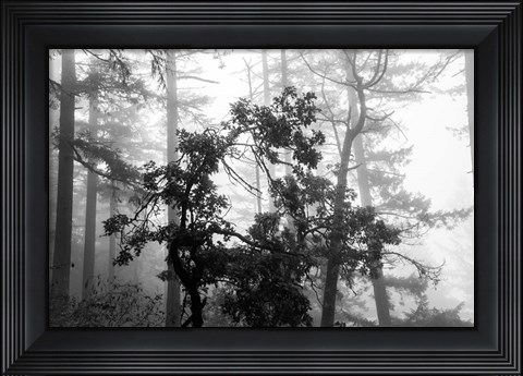 Framed Foggy Trees Print