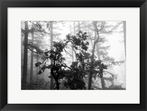 Framed Foggy Trees Print