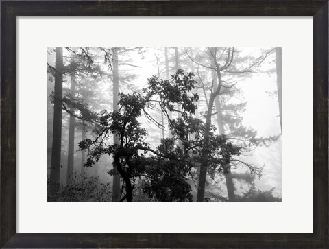 Framed Foggy Trees Print