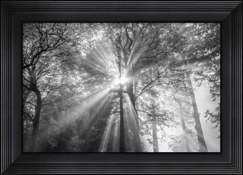 Framed Trees Have Eyes Print