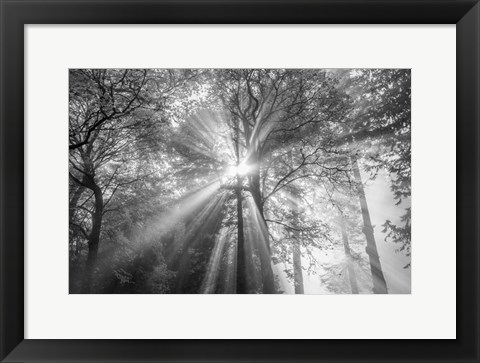 Framed Trees Have Eyes Print