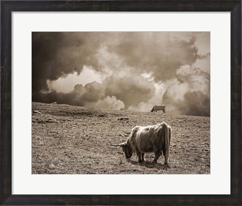 Framed Scottish Highland Cattle No. 1 Print