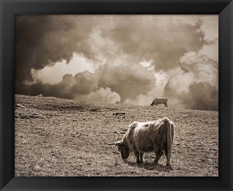 Framed Scottish Highland Cattle No. 1 Print