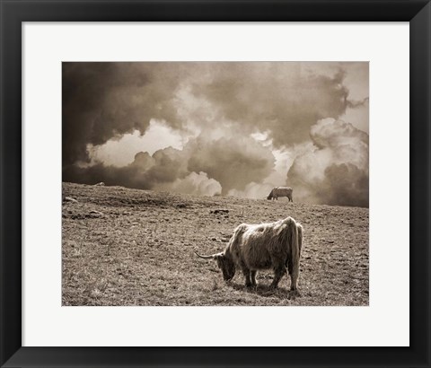 Framed Scottish Highland Cattle No. 1 Print